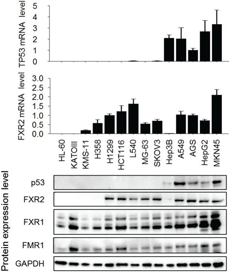 fxr regulates transcription   required  growth  human cancer