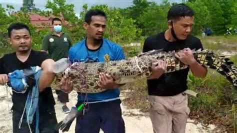 Seekor Buaya Muara Sepanjang 2 Meter Berhasil Ditangkap Warga