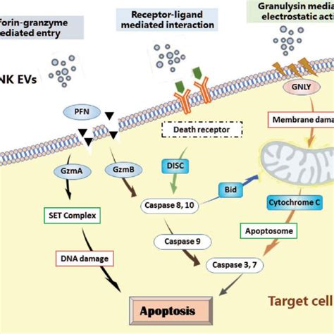 Immune Cell Derived Evs Modulate Innate And Acquired Immune Responses Download Scientific