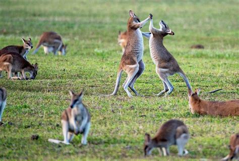 Australia's Most Dangerous Animals, Ranked - RoughMaps | Where real ...