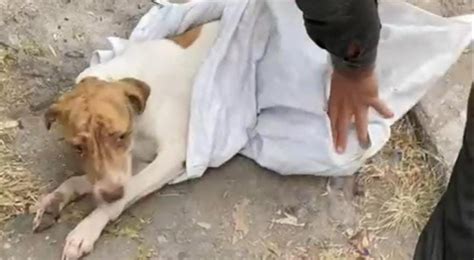 Abandonaron a un perro dentro de un costal en Ibagué El Cronista