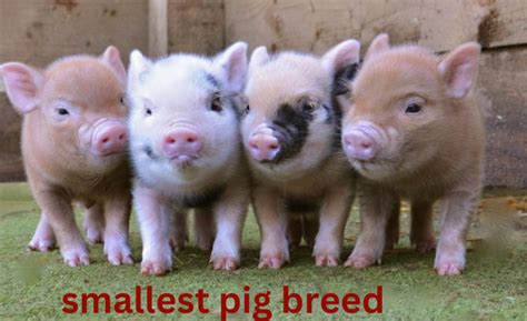 What Are The Smallest Pig Breeds In The World? - Refarmingbase.com