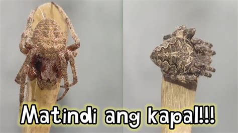 Grabe Ang Kakapal Ng Mga Gagambang Ito Youtube