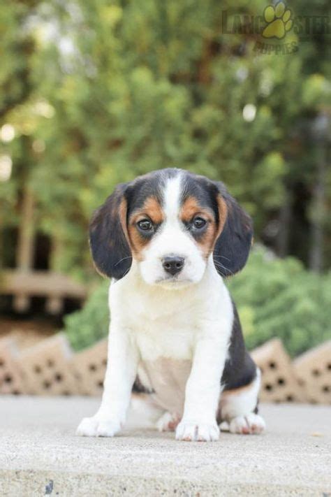 8 Beaglier Puppies ideas in 2021 | puppies, lancaster puppies, beaglier ...