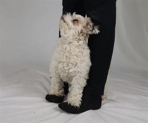 Dog Trick: Teach Your Dog to Walk on Your Feet : 6 Steps (with Pictures ...