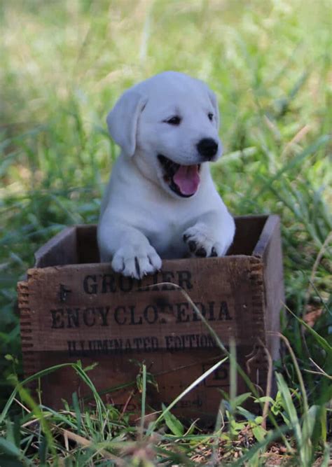 White Lab Puppies For Sale Purebred English Labrador Puppies