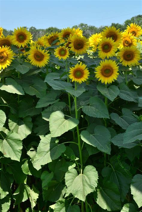 Tournesol Sur Fond Bleu Ciel Photo Stock Image Du Zone Centrale