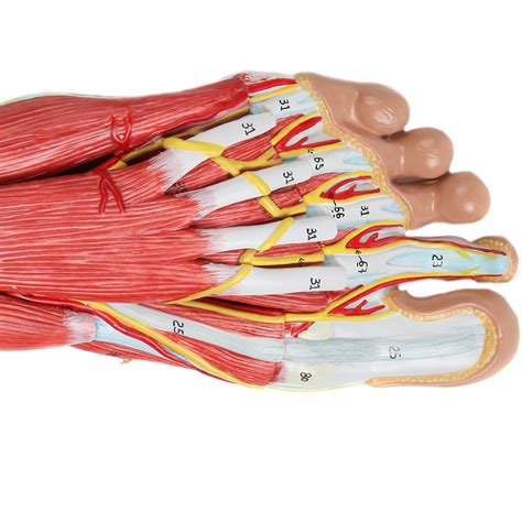 Anatomia do Pé 9 Partes | MogiGlass Anatomia e Simulação