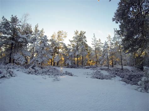 Snowy Swedish Forest