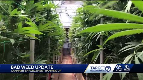 Cannabis Control Division Ramping Up Enforcement YouTube