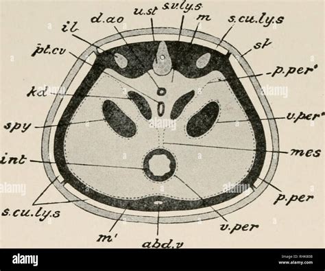 The Biology Of The Frog Frogs 78 THE BIOLOGY OF THE FROG CHAP The