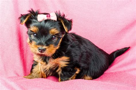 New Yorkie Puppy Care - How Much Are Yorkie Puppies? - Yorkie Advice