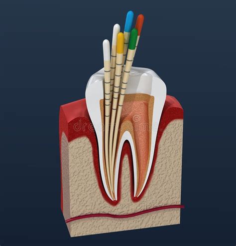 Tandheelkundige Anatomie Mandibulaire Premolaire Tand Medisch