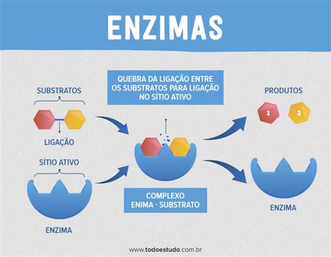 Enzimas Entenda Sobre O Grupo De Prote Nas Altamente Especializadas