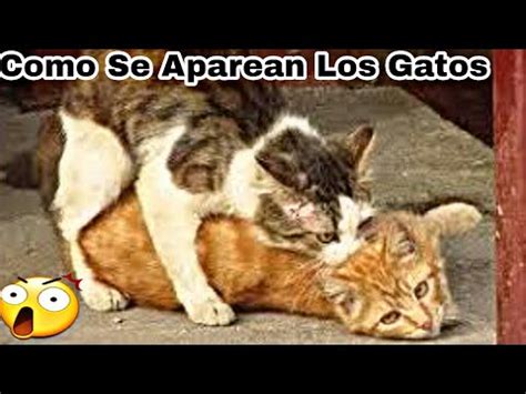 Como Se Aparean Los Gatos Youtube