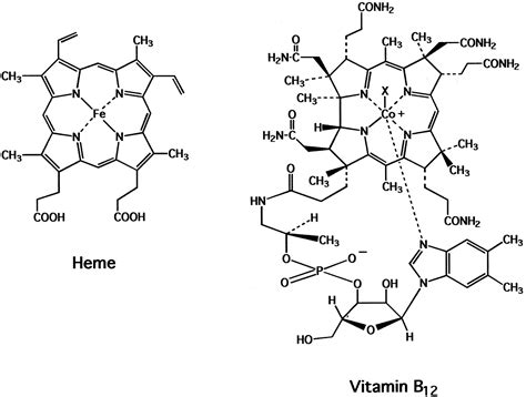 The Enigma Of Cobalamin Vitamin B12 Biosynthesis Inporphyromonas