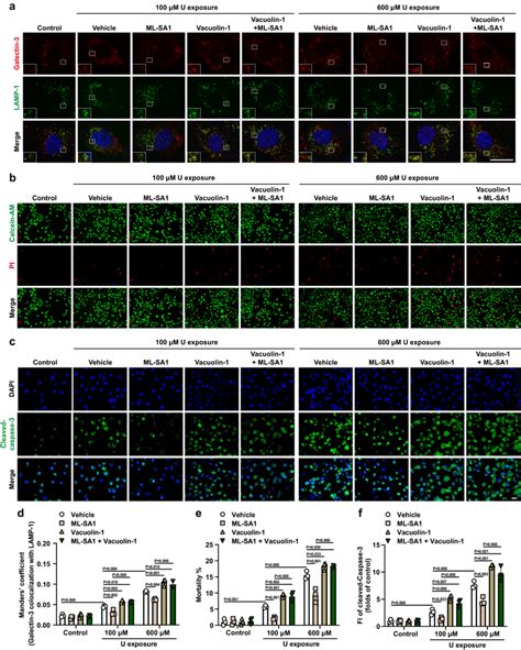 Trpml Activation With Ml Sa Reduces The U Induced Lmp And Lmp Related