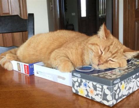 Cat Owners Share Adorable Photos Of Their Pets In Cardboard Boxes Pics