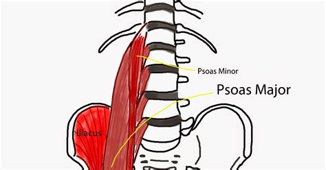 Pain Free Psoas Release | Modern Manual Therapy Blog