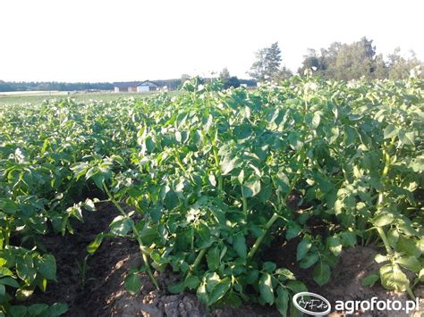 Ziemniaki Zdj Cie Fotka Foto Numer Galeria Rolnicza Agrofoto