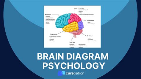 Brain Diagram Psychology YouTube