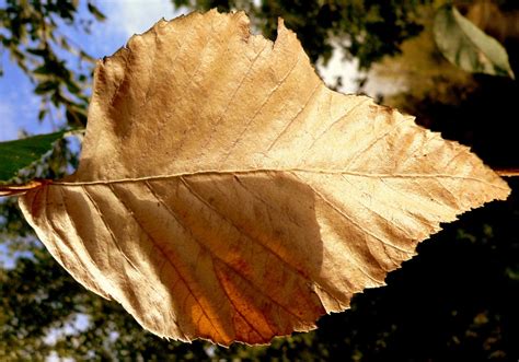 Free Images Tree Nature Branch Sunlight Fall Flower Dry Foliage Autumn Botany Yellow