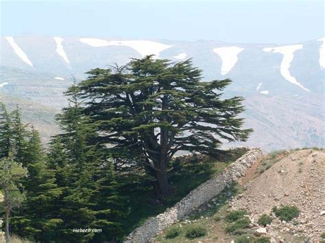 The Grove Of Cedars In Bcherri Is Majestic And Contains The Oldest