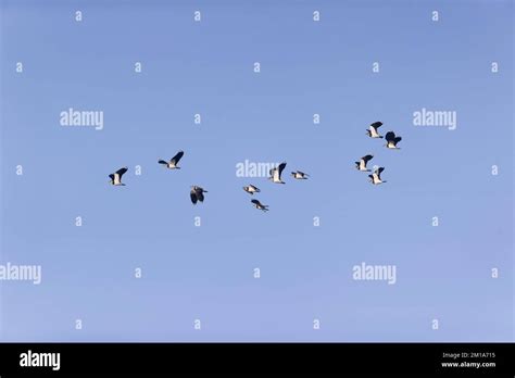 Northern Lapwing Vanellus Vanellus Flock Flying Rspb Minsmere Nature