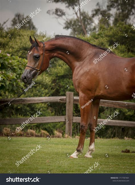 3,535 Arabian Show Horse Images, Stock Photos & Vectors | Shutterstock