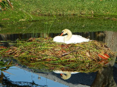 Lise's Log Cabin Life: Nesting Mute Swan