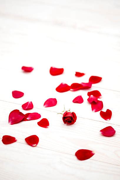 9800 Rose On The Floor Stock Photos Pictures And Royalty Free Images