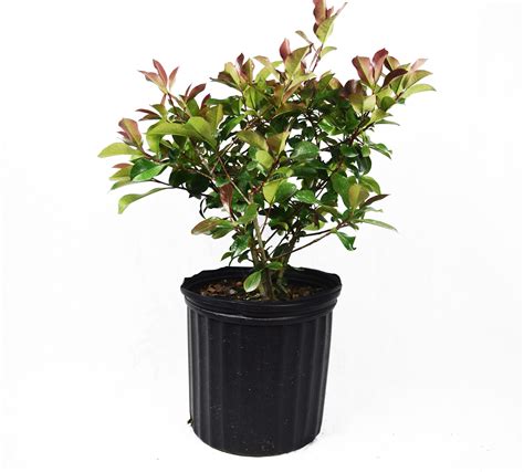 Red Tip Photinia Fraseri, Red Tip Christmas Berry - Etsy