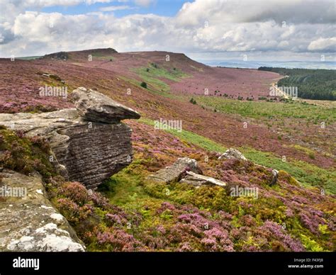 Heather In Bloom On The Simonside Hills From Dove Crag Near Rothbury