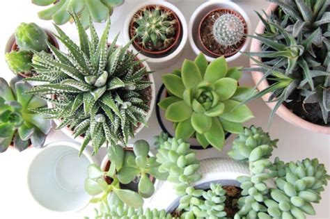 Haz Que Tus Suculentas Y Cactus Crezcan Más Rápido Con Estos Consejos