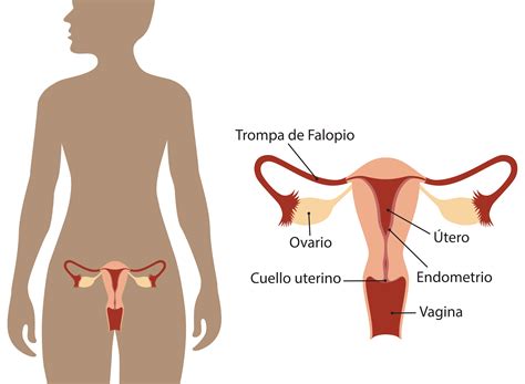 Cirugía para reducir el riesgo de padecer cáncer de ovario y calidad de