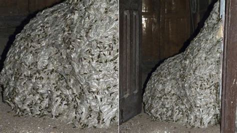 World S Largest Wasp Nest Found Spacebattles