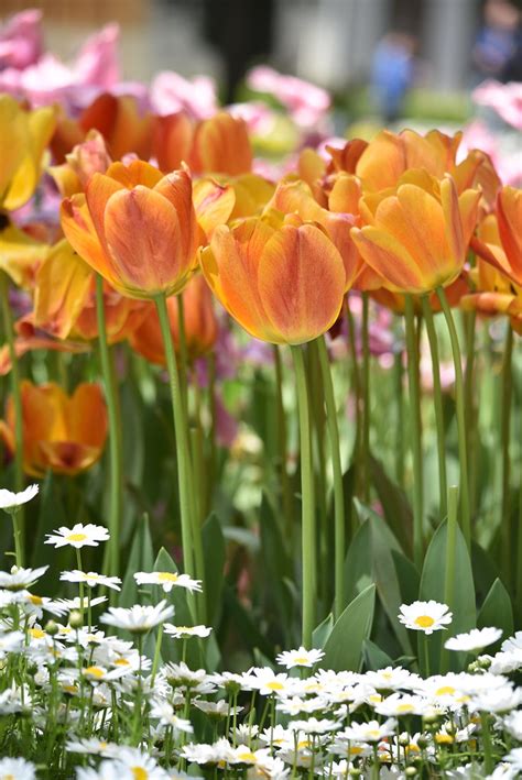 Tulips🌷🌷💛💚daisies💛💛🌼🌼 Nikond3400 Nikkor55300 Flickr