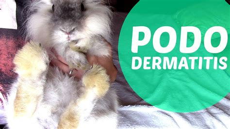 Pododermatitis En Conejos YouTube