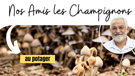 Utilit Des Champignons Au Potager Youtube