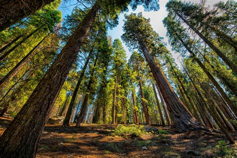 Sequoiadendron Giganteum Sequoia Gigantea Giant Sequoia Giant