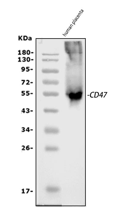 Anti Cd Antibody Picoband Bosterbio A