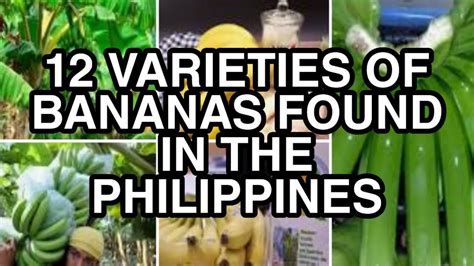 12 Varieties Of Banana In The Philippines Youtube