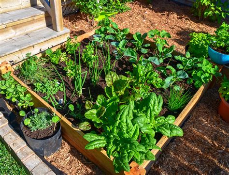 What Is Square Foot Gardening All You Need To Know Ultimate Guide