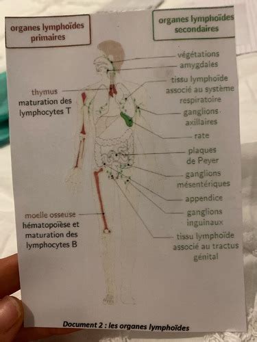Le Syst Me Immunitaire Cartes Quizlet