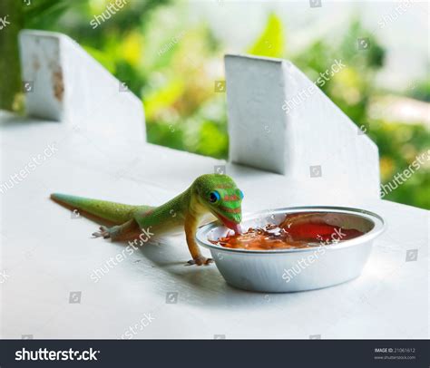 Gecko Eating Jam Stock Photo 21061612 Shutterstock