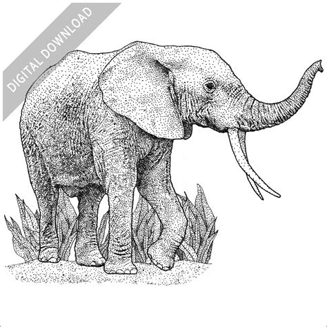 African Elephant Drawings Trunk Up