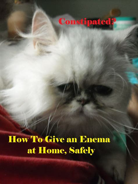 How to Safely Give Your Cat an Enema Without a Vet Visit (And Avoid ...