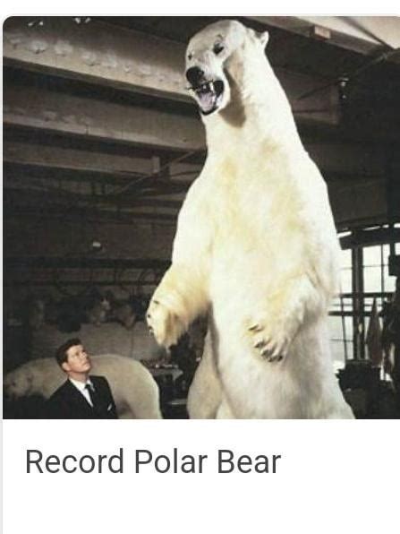 record polar bear : r/ComedyHell