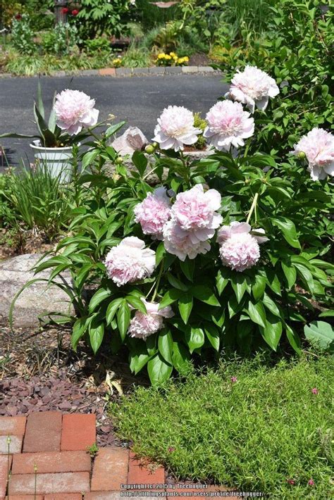 Sarah Bernhardt Peony Bareroots Plant Eyes Perennial Shrub