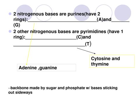 Chapter 12 Dna And Rna Ppt Download